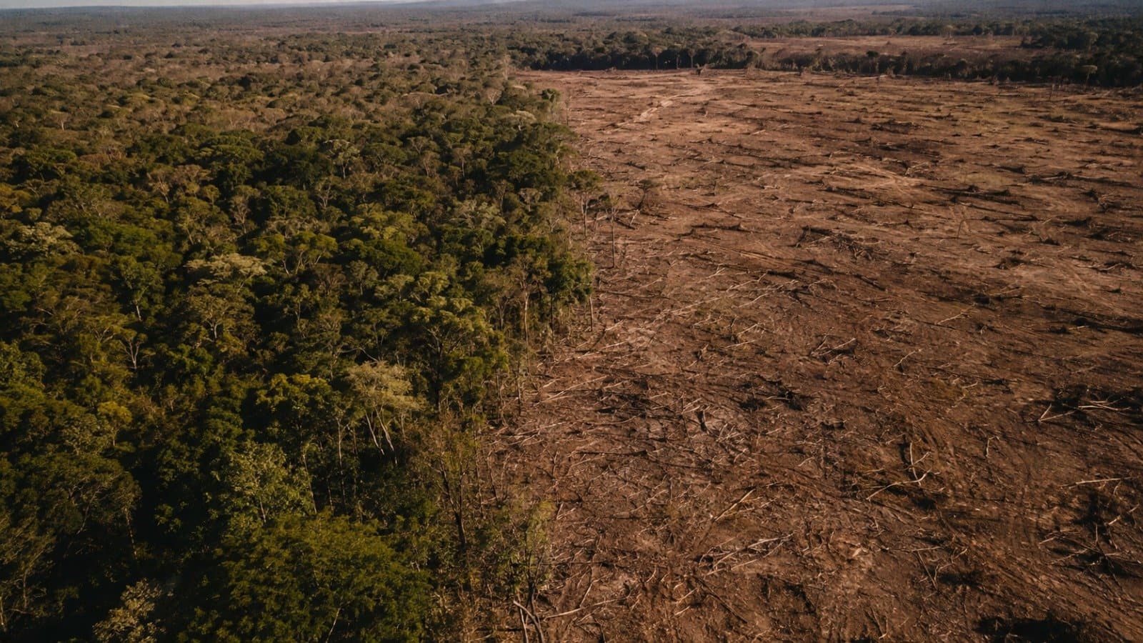 Deforestación en Salta: la provincia perdió casi 12.000 hectáreas de bosque nativo en seis meses